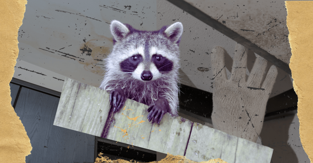 The Great Raccoon Caper: How Klussman Home Remodeling Saved the&nbsp;Day!
