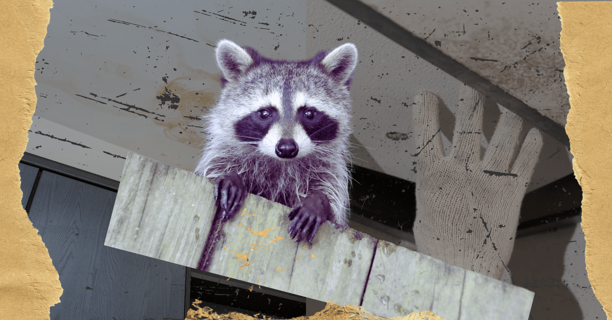 The Great Raccoon Caper: How Klussman Home Remodeling Saved the&nbsp;Day!